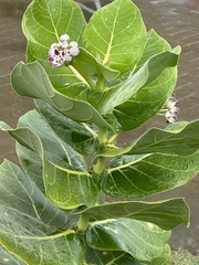 Calotropis procera