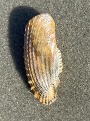 Cyrtopleura costata