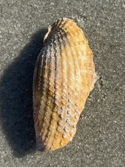 Cyrtopleura costata