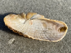 Cyrtopleura costata