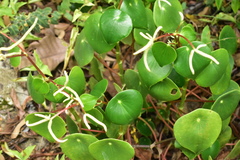 Peperomia tristachya