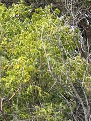 Swietenia mahagoni