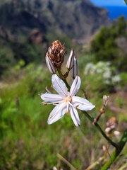 Asphodelus ramosus subsp. distalis image