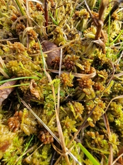 Sphagnum
