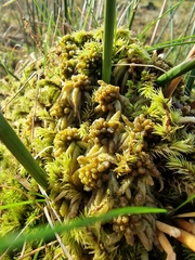 Sphagnum