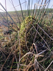 Sphagnum