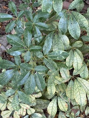 Tabebuia heterophylla