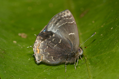 Ocaria ocrisia