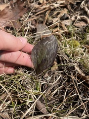 Antennaria parlinii
