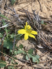 Berlandiera subacaulis