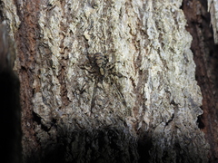 Acanthoctenus