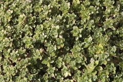 Teucrium chamaedrys