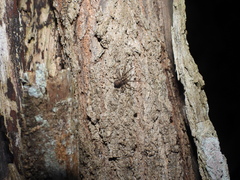 Acanthoctenus