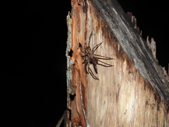 Acanthoctenus