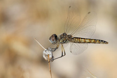 Selysiothemis nigra