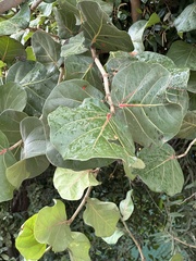 Coccoloba uvifera