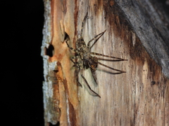 Acanthoctenus