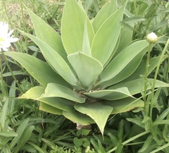 Agave attenuata