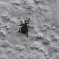 Ceutorhynchini