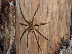 Acanthoctenus