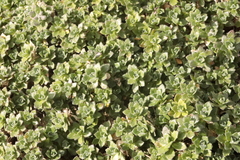Teucrium chamaedrys
