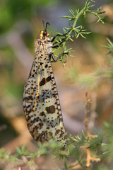 Palpares libelluloides