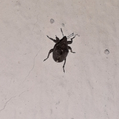 Ceutorhynchini