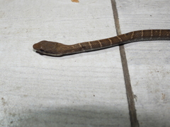 Mastigodryas melanolomus