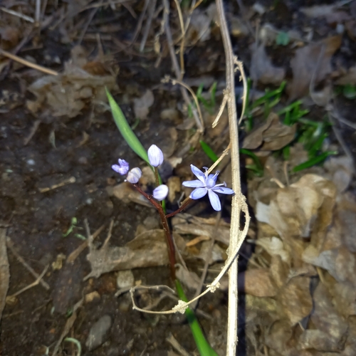 scila viedenská (Scilla vindobonensis)