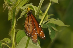 Danaus eresimus montezuma