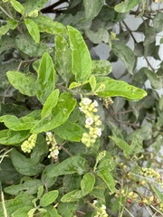 Varronia curassavica