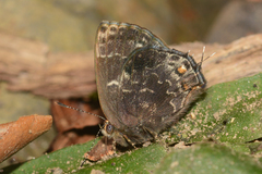 Ocaria ocrisia