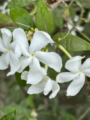 Tabernaemontana divaricata