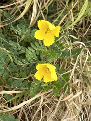Tribulus cistoides