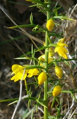 Ulex parviflorus