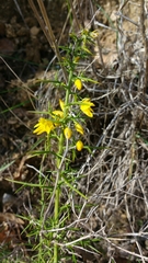 Ulex parviflorus