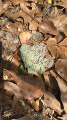 Cladonia evansii