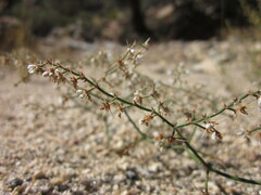 Acanthoscyphus parishii cienegensis