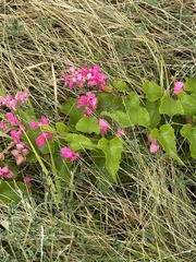 Antigonon leptopus