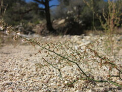 Acanthoscyphus parishii cienegensis