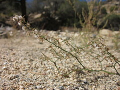 Acanthoscyphus parishii cienegensis