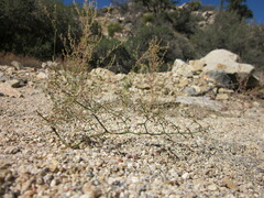 Acanthoscyphus parishii cienegensis