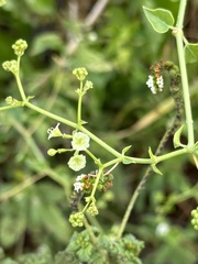 Commicarpus
