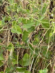 Commicarpus
