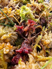 Sphagnum rubellum