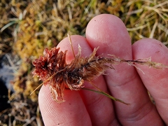 Sphagnum rubellum