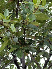 Tabebuia heterophylla