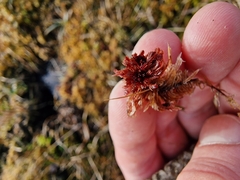 Sphagnum rubellum