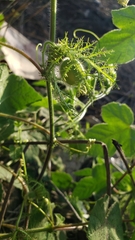 Passiflora foetida