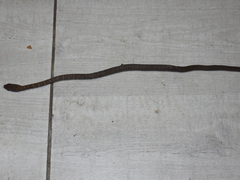 Mastigodryas melanolomus